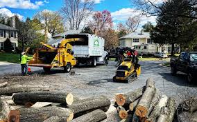 Professional Tree Care in Longbranch, WA