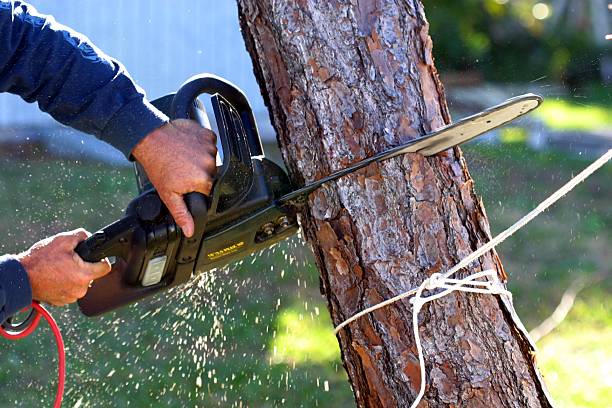 Pest Control for Lawns in Longbranch, WA