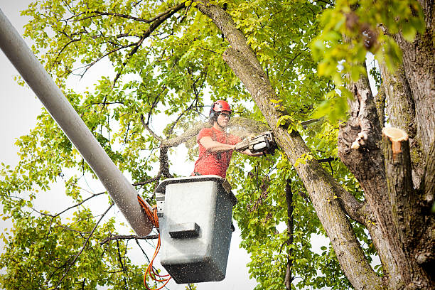 How Our Tree Care Process Works  in  Longbranch, WA