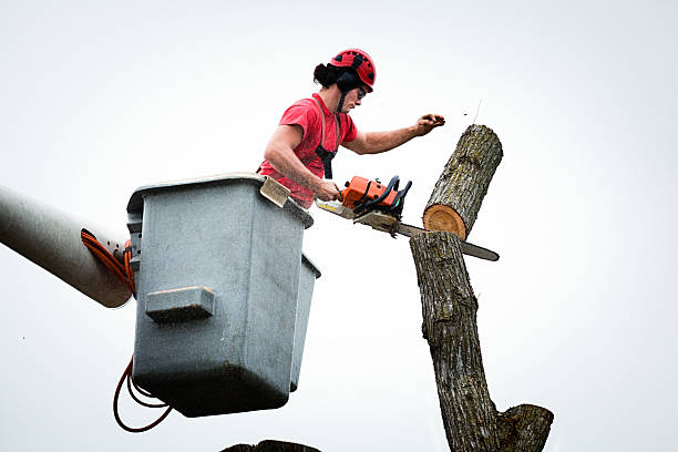 Best Arborist Consultation Services  in Longbranch, WA